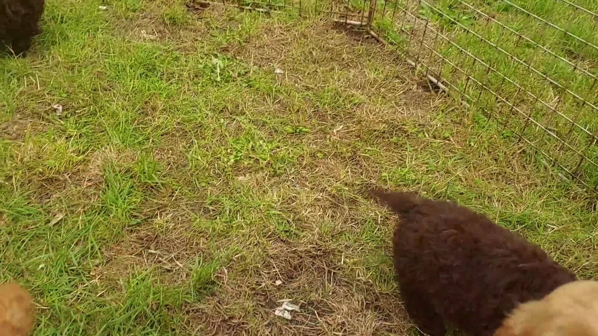 Cockapoo dogs for sale: F1 cockapoos available - Video 2