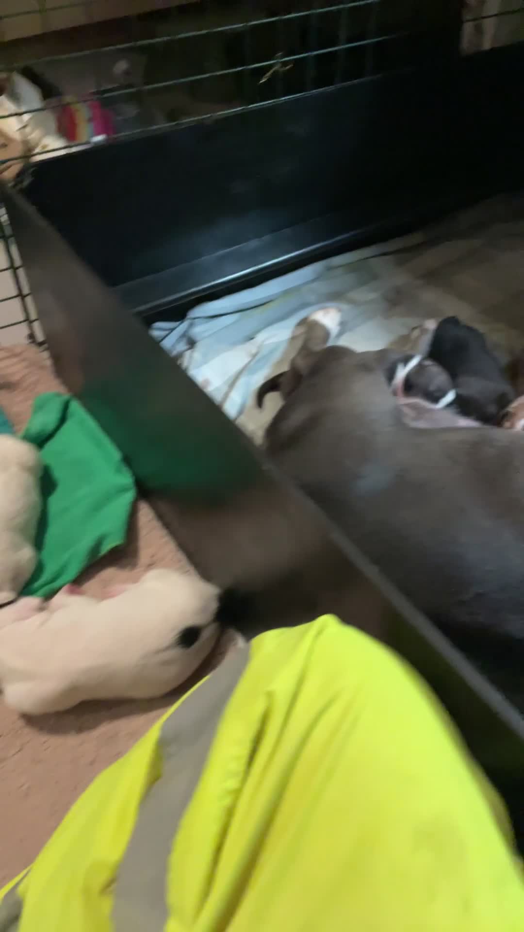 Mixed Breed dogs for sale: Staffy Cross puppies in Wisbech - Video 3