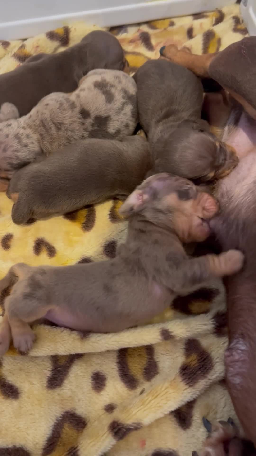Miniature Dachshund dogs for sale: Beautiful miniature Dachshuhds available  - Video 1
