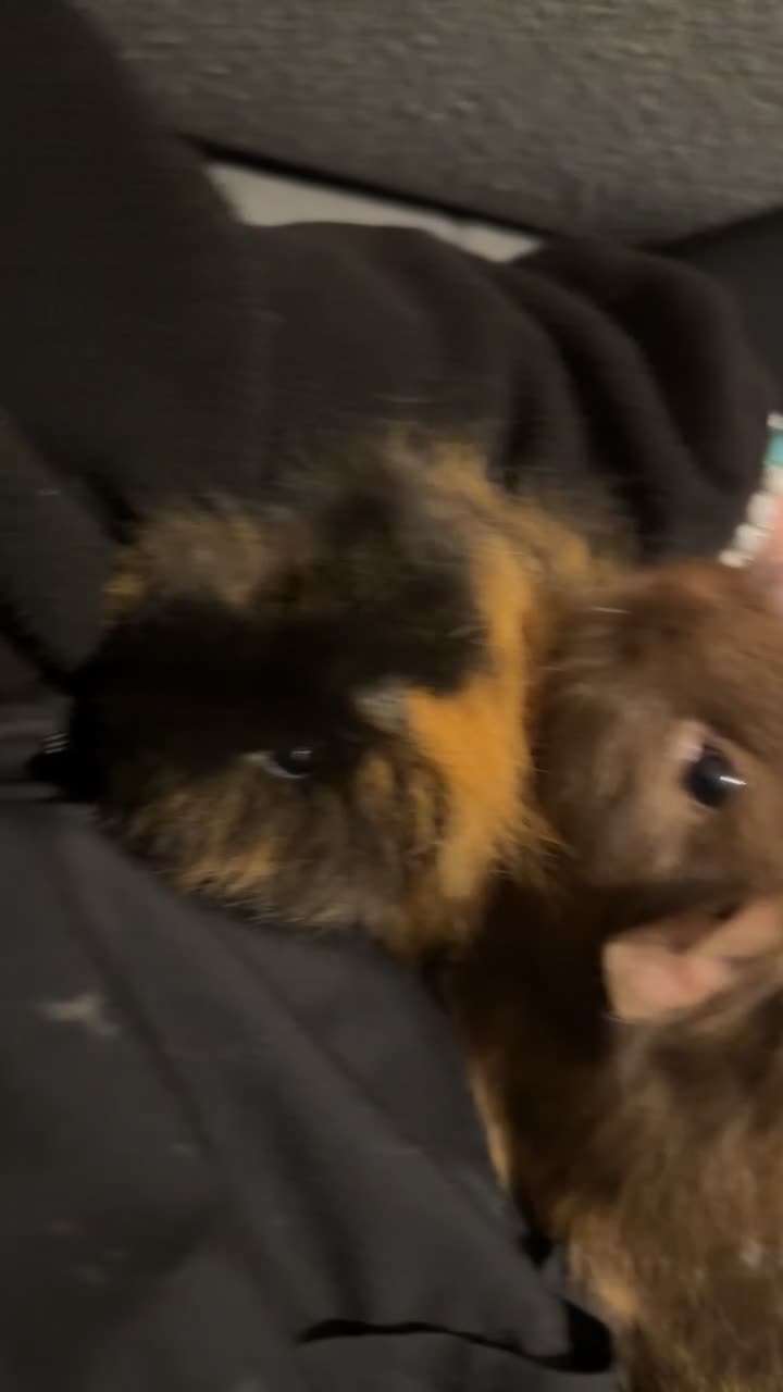 Guinea Pig rodents for sale: 2 male bonded guinea pigs in Sleaford - Video 1