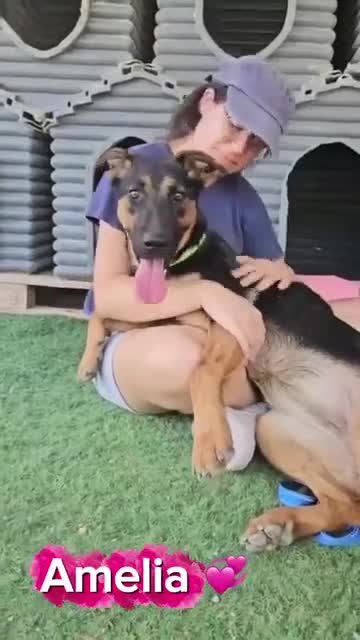 Mixed Breed dogs for adoption: AMELIA - 22 months old, Female, Mixed Breed in Eastbourne - Video 4