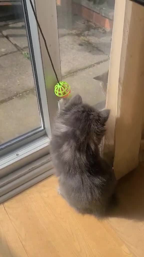 Mixed Breed cats for sale: Super fluffy lovely, looking for new home - Video 1