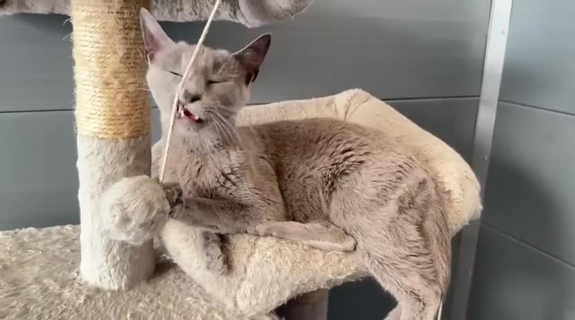 Russian Blue cats for sale: Beautiful russian blue girl in need new home - Video 1