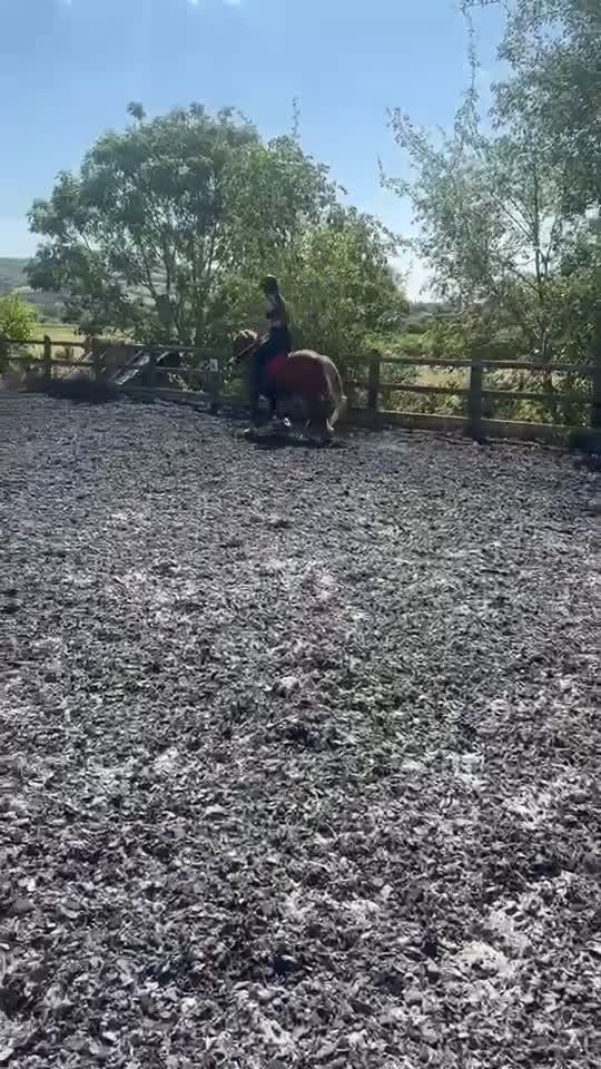 Welsh Section C horses for sale: Betsy, 12.2 mare! Welsh section c 6 year old in Bristol - Video 3