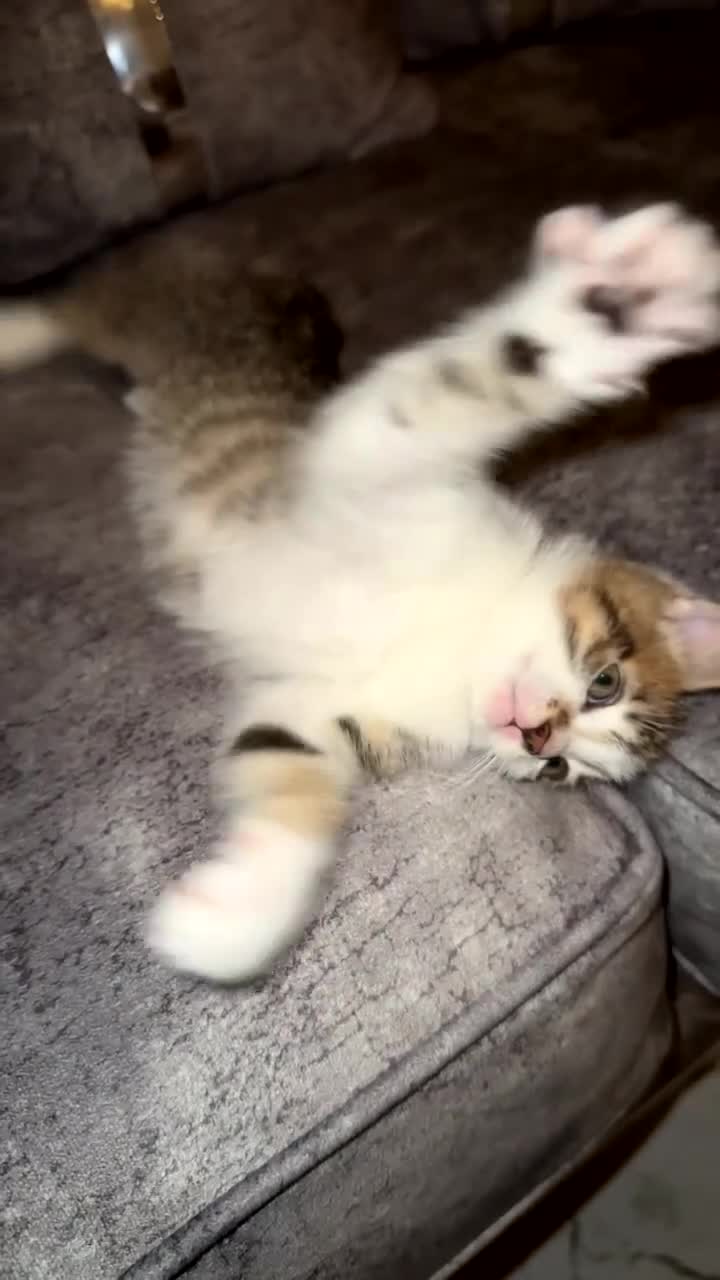 Domestic Shorthair cats for sale: Gorgeous tabby and British shorthair kitten - Video 3