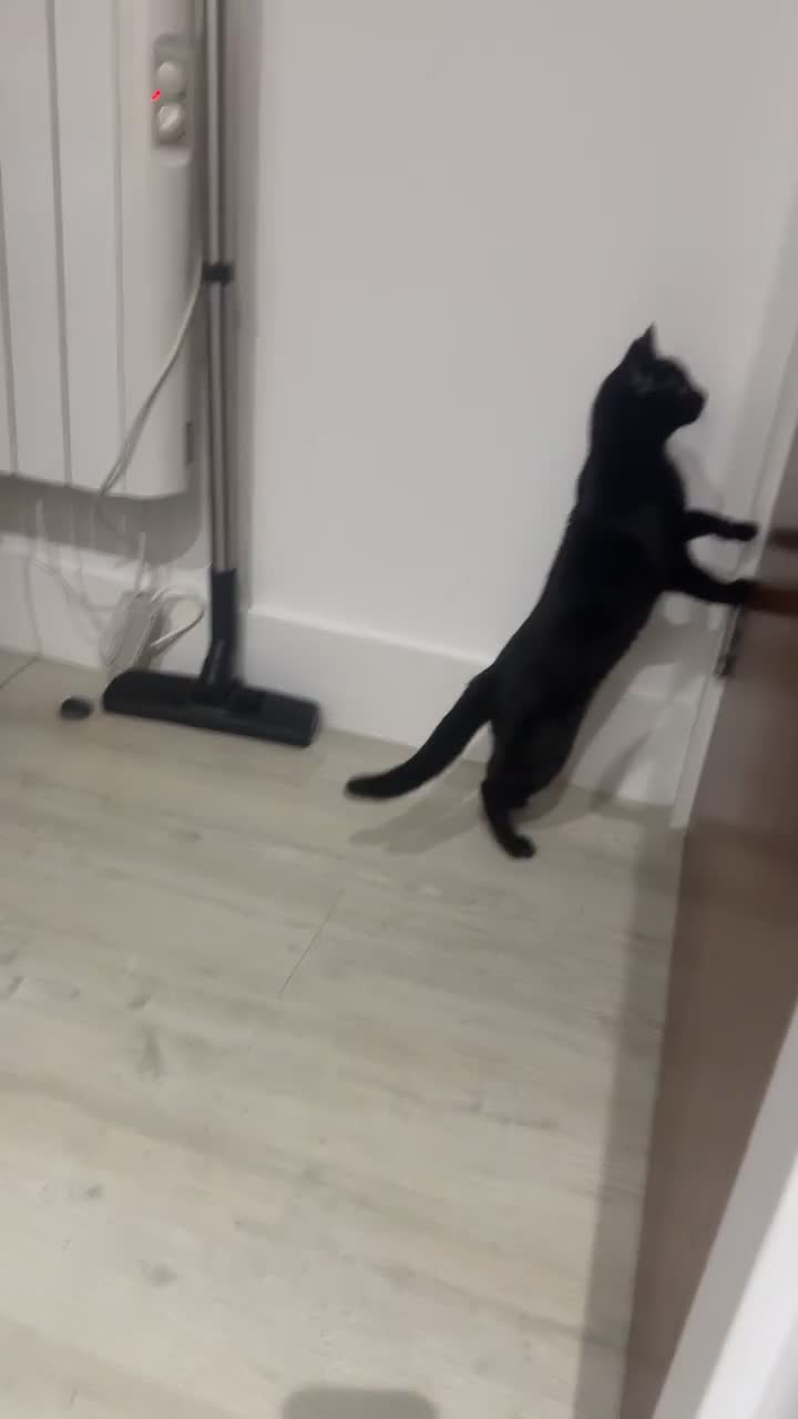 Turkish Angora cats for sale: Need new loving home for my babies  in Wolverhampton - Video 2