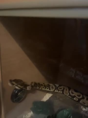 Python Snake reptiles for sale: Royal python  in Kings Langley - Video 1