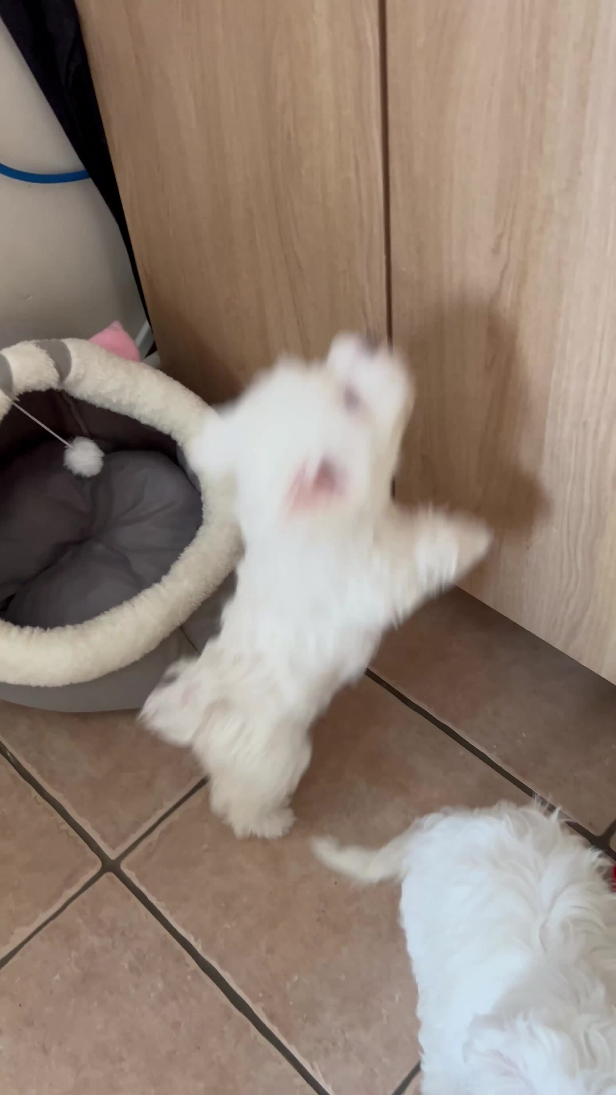 Maltese dogs for sale: Beautiful Maltese Puppies  - Video 1