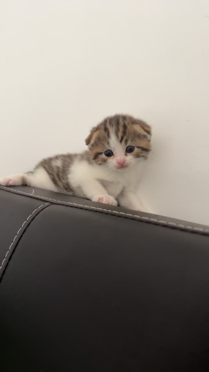 British Shorthair cats for sale: Mixed Scottish fold / Scottish straight  - Video 2