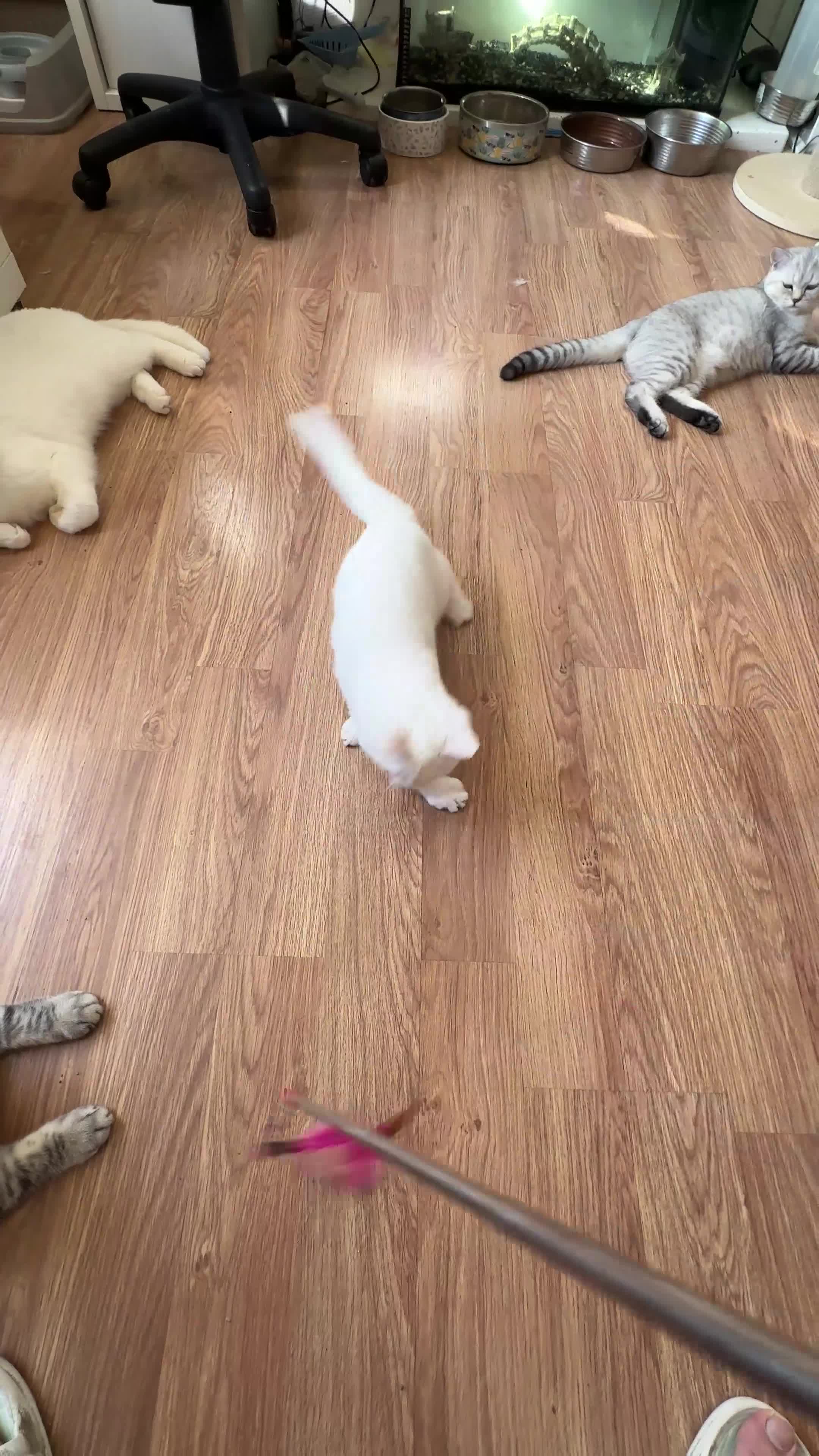 British Shorthair cats for sale: Gorgeous British Longhair & Shorthair Kittens - Video 1