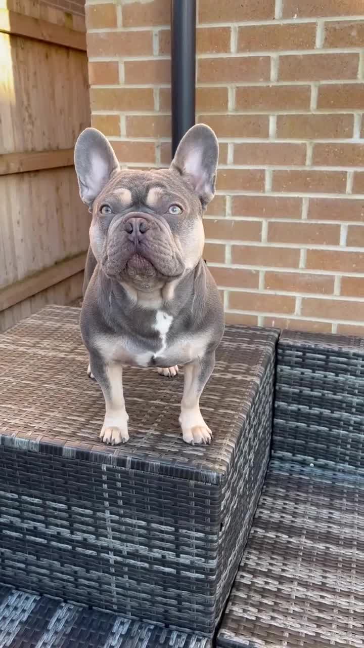 French Bulldog dogs for stud: Captain Cooper 🏅 in Grimsby - Video 2