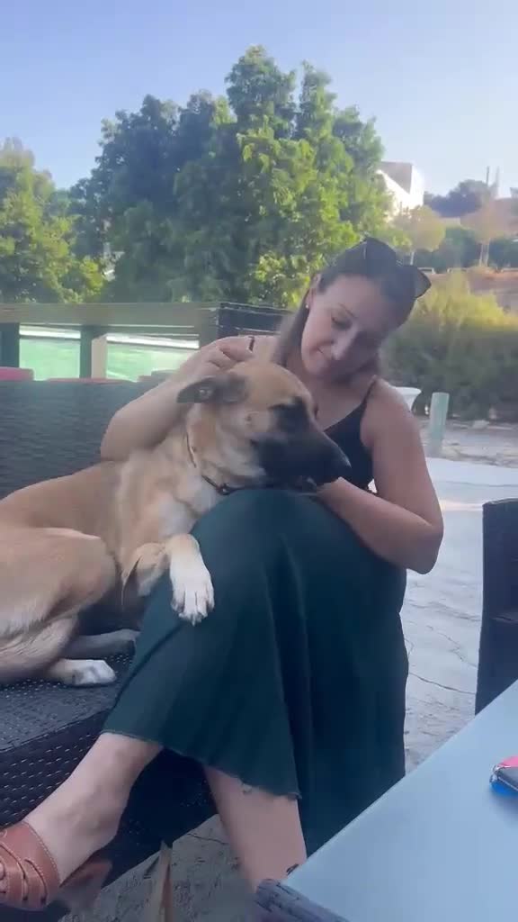 Mixed Breed dogs for adoption: Lydia the swettest fire survivor - Video 1