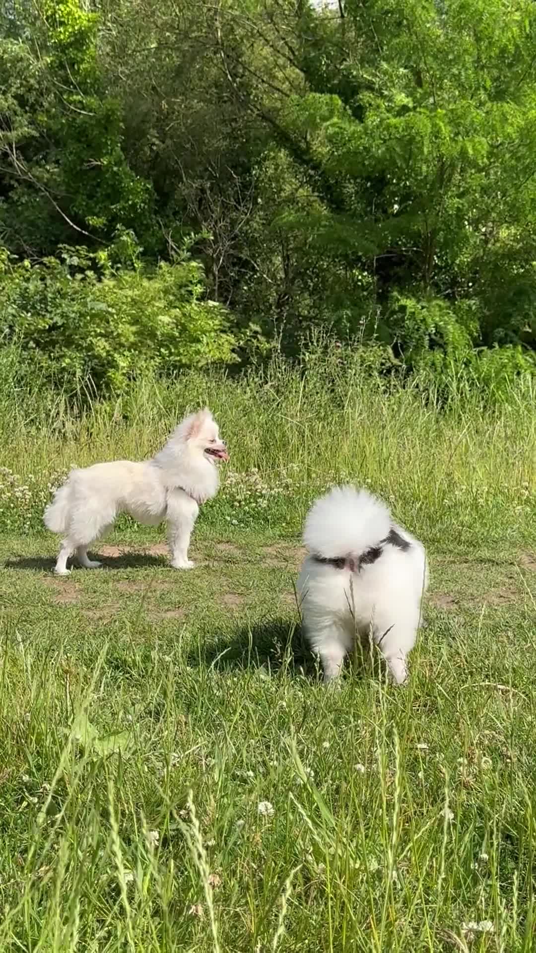 Pomeranian dogs for stud: Proven Pomeranian Stud Yoshi❤️ - Video 3