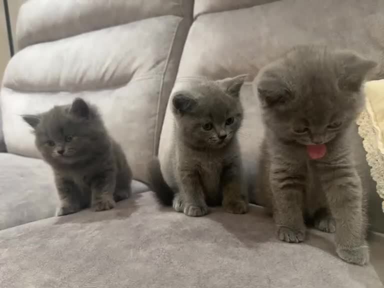 British Shorthair cats for sale: British Shorthair Kittens - Video 1