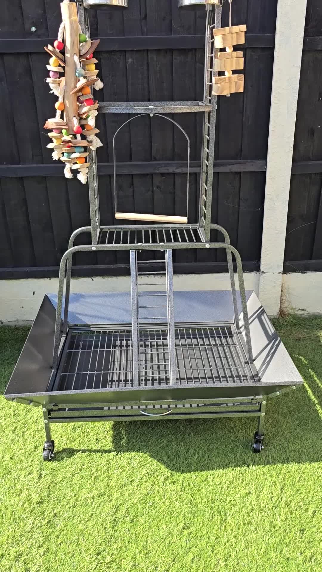 Parrots birds for sale: Eclectus male parrot very friendly   - Video 1