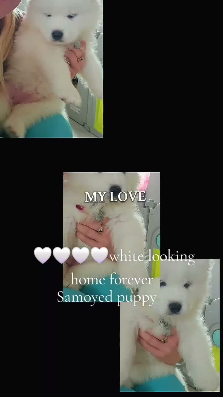 Samoyed dogs for sale: 2 girls puppy in Edinburgh - Video 1