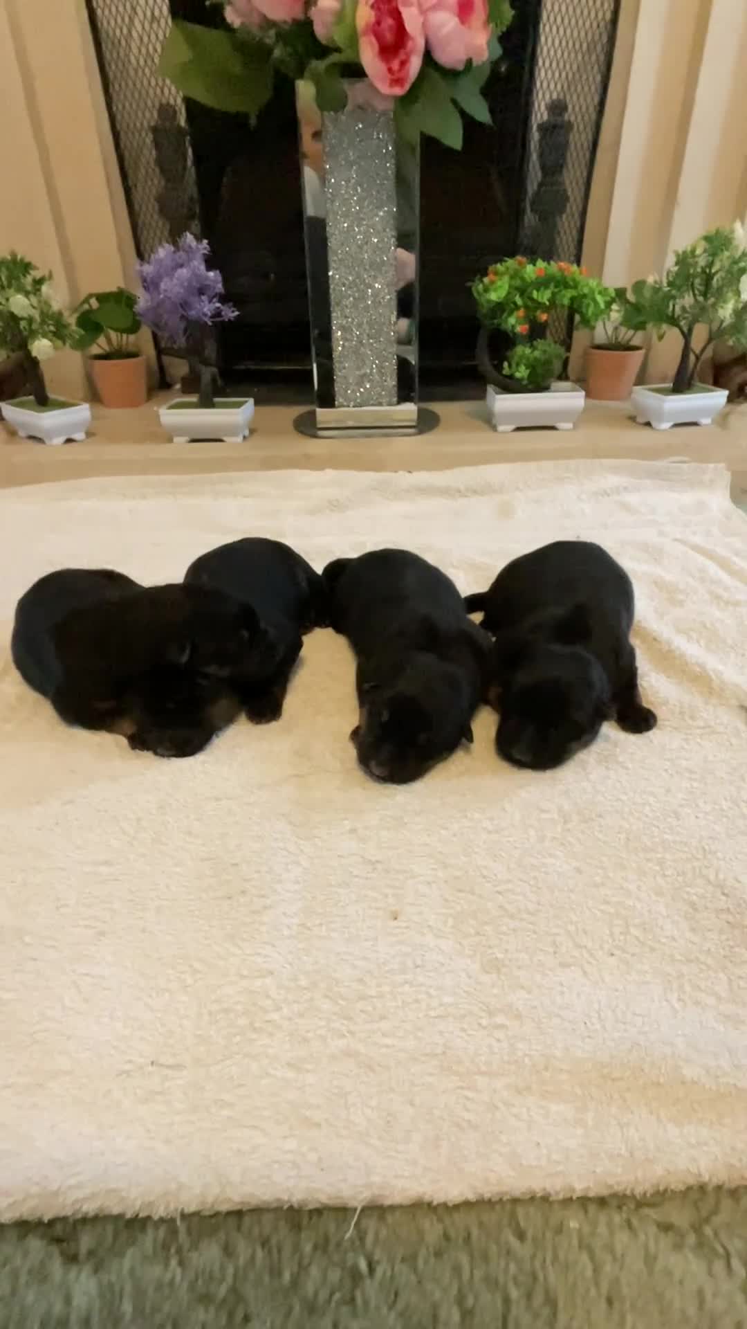 German Shepherd dogs for sale: Quality litter show line/working line puppy’s  - Video 2