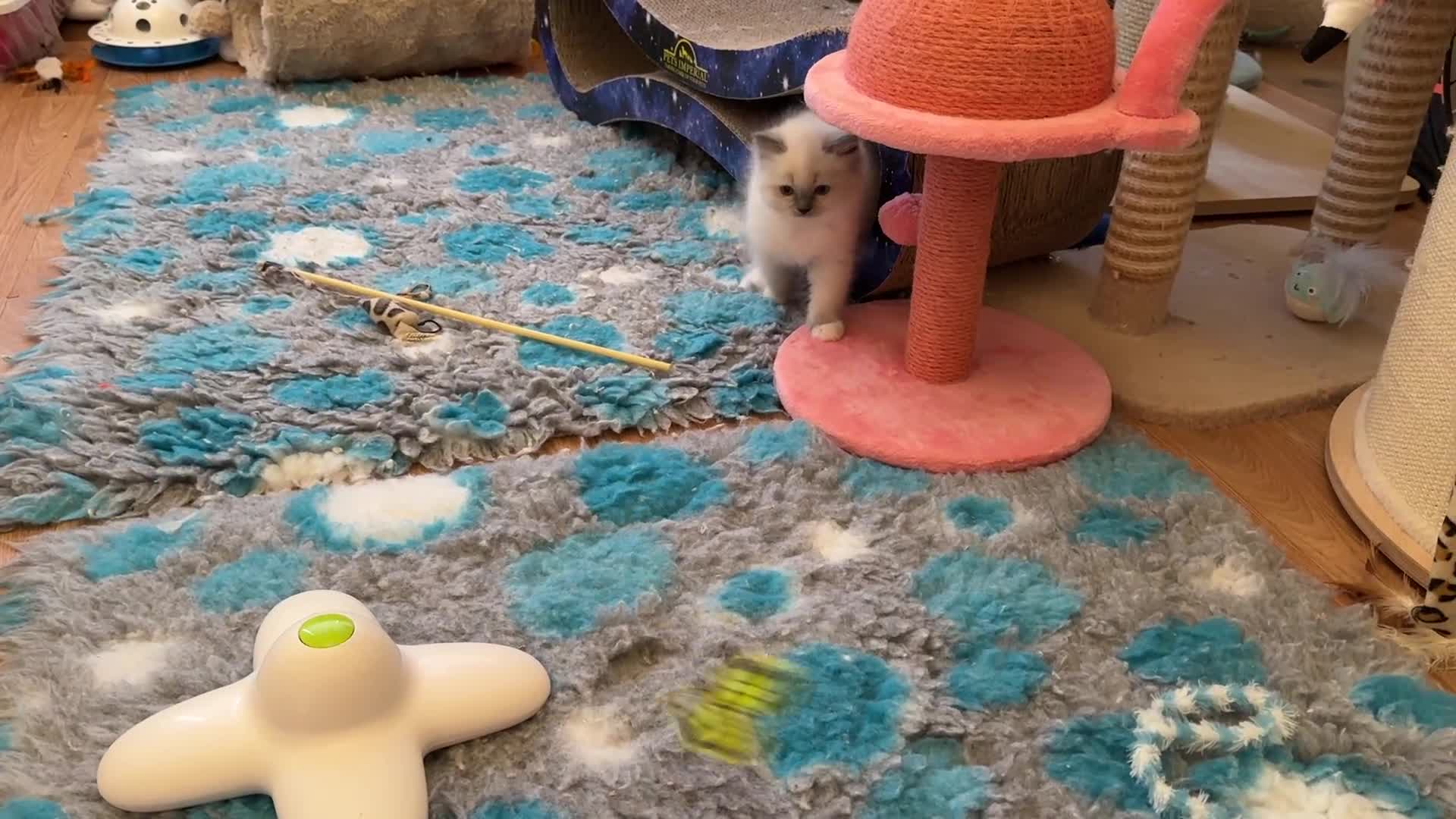 Ragdoll cats for sale: GCCF REGISTERED RAGDOLL KITTENS in Ashton-under-Lyne - Video 2