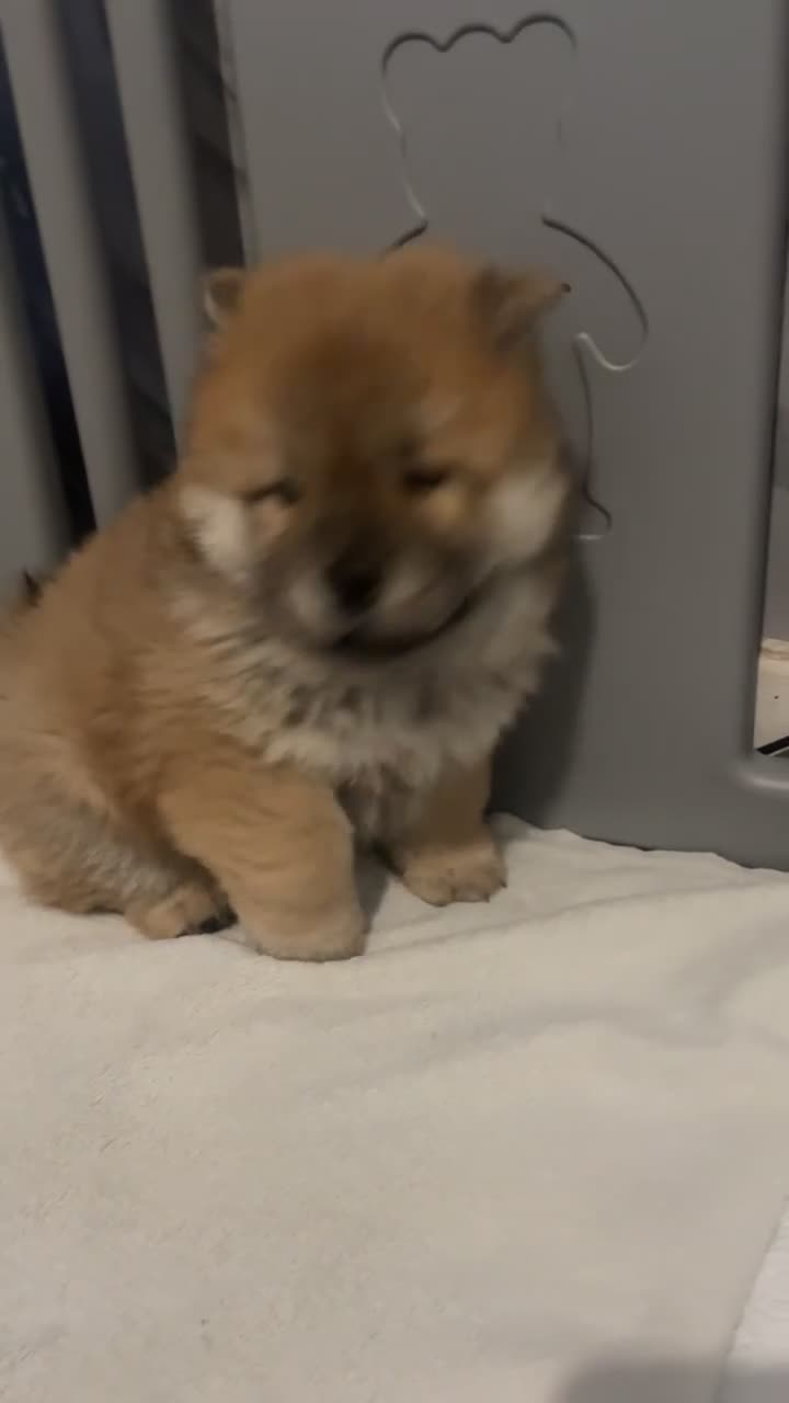 Chow Chow dogs for sale: 2 stunning chow chow girls  - Video 2