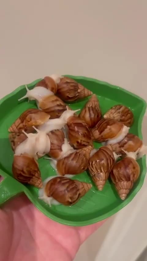 Snails invertebrates for sale: Giant African Land Snails (Achantina Fulica) - Video 1