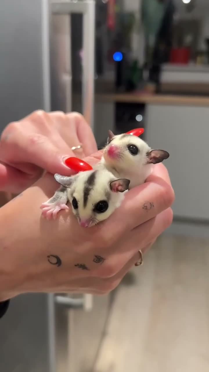 Sugar Glider rodents for sale: Two Beautiful Female Sugar Glider Sisters  in Burton-on-Trent - Video 2