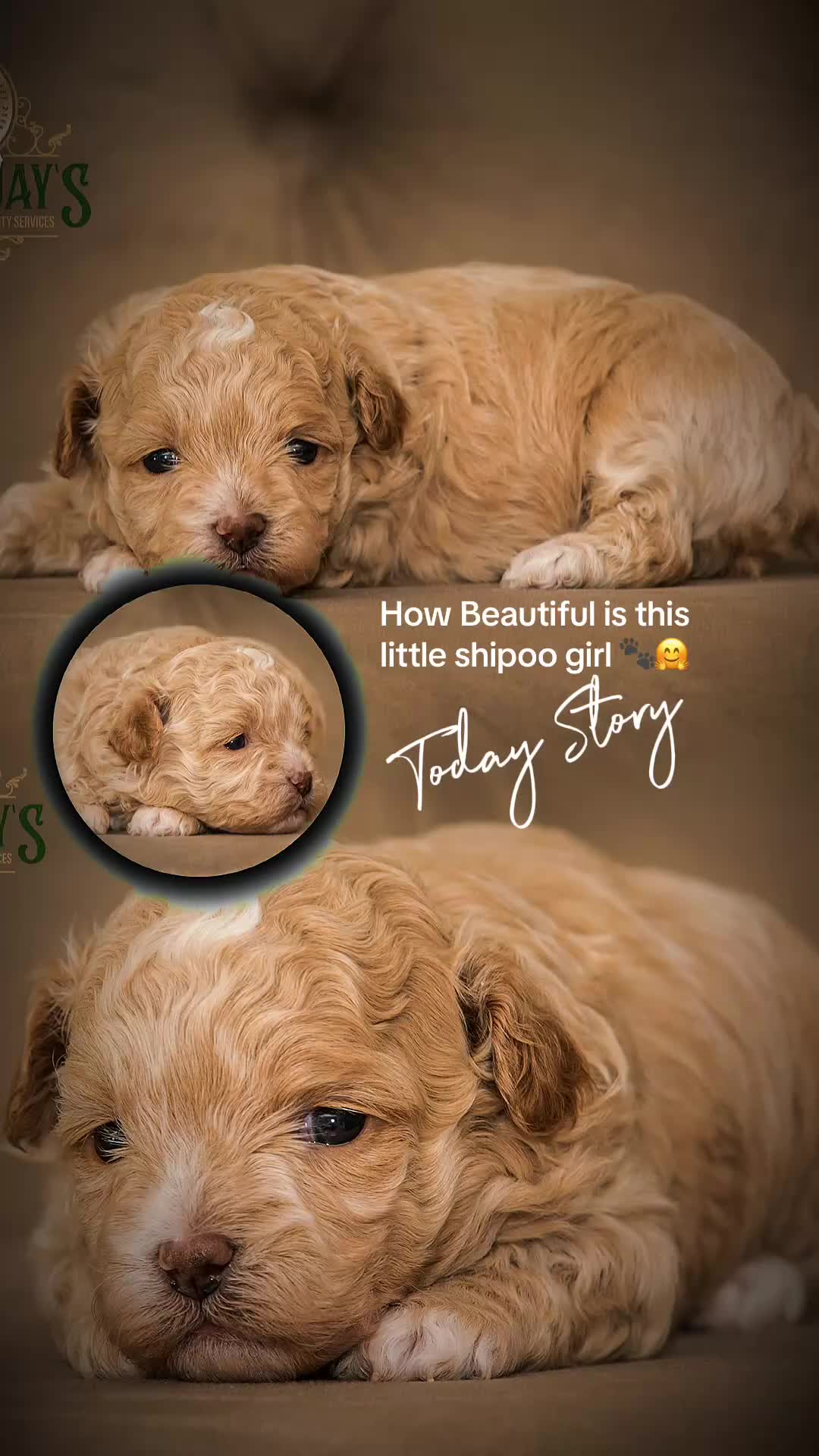 Shihpoo dogs for sale: ✨Exclusive Shihpoo Girl Special Home Required  in Stafford - Video 1