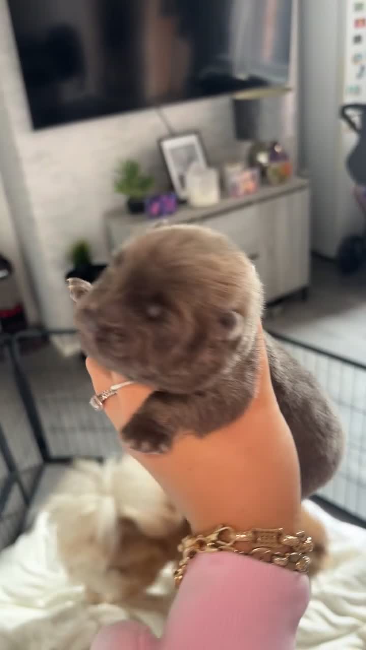 Chow Chow dogs for sale: 7 chow chow puppies - Video 3