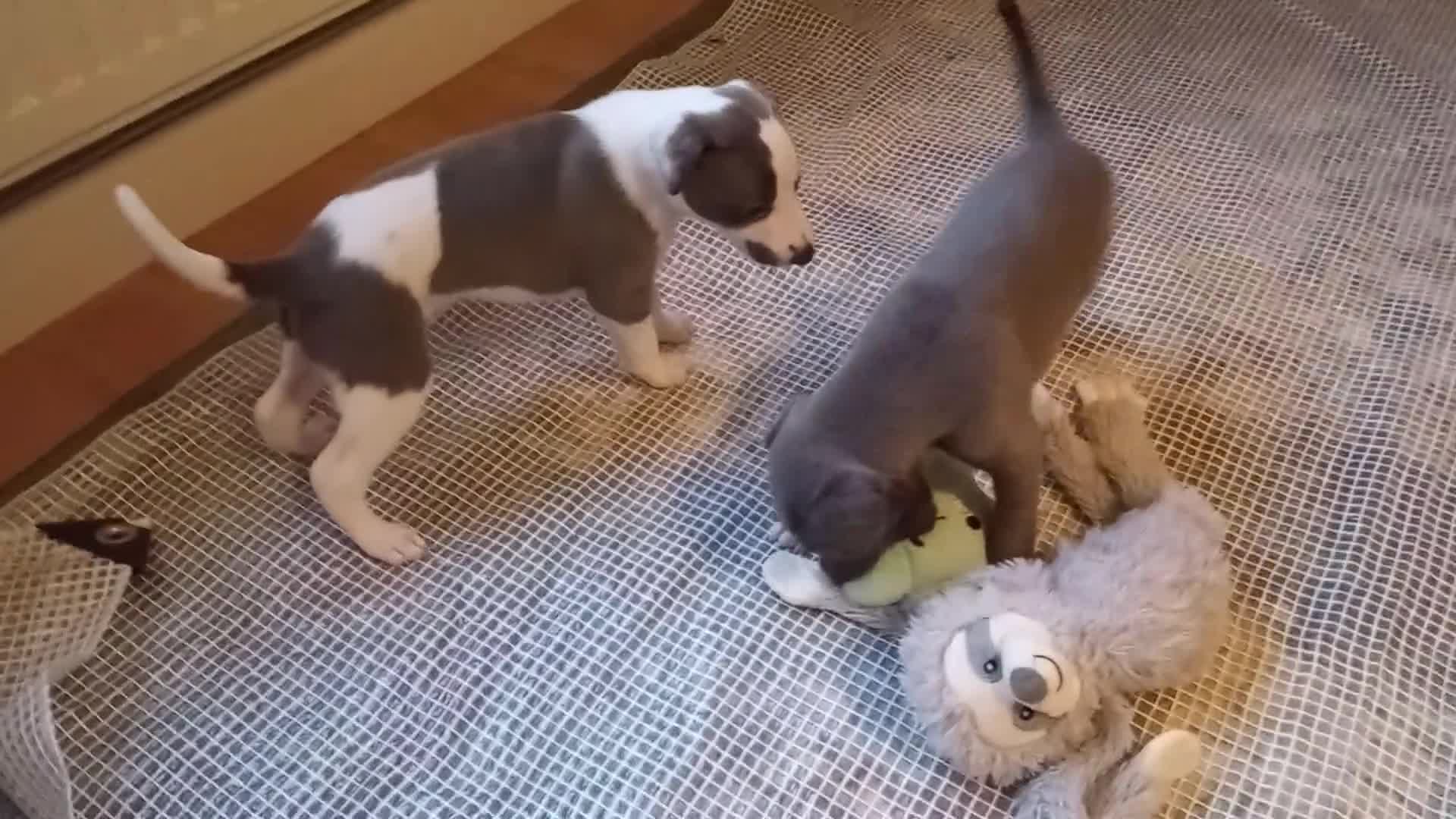 Whippet dogs for sale: REDEVELYN WHIPPET'S  GLOUCESTER,  - Video 2