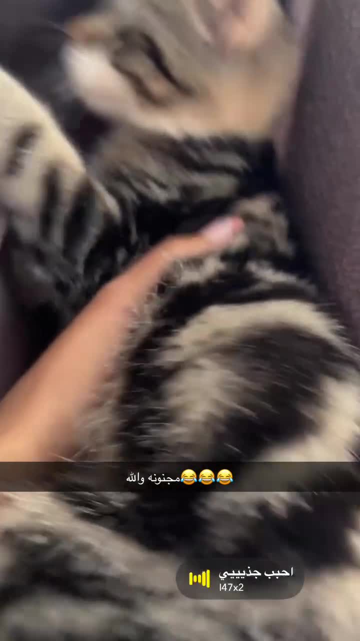 Mixed Breed cats for sale: Lucy  in Manchester - Video 1