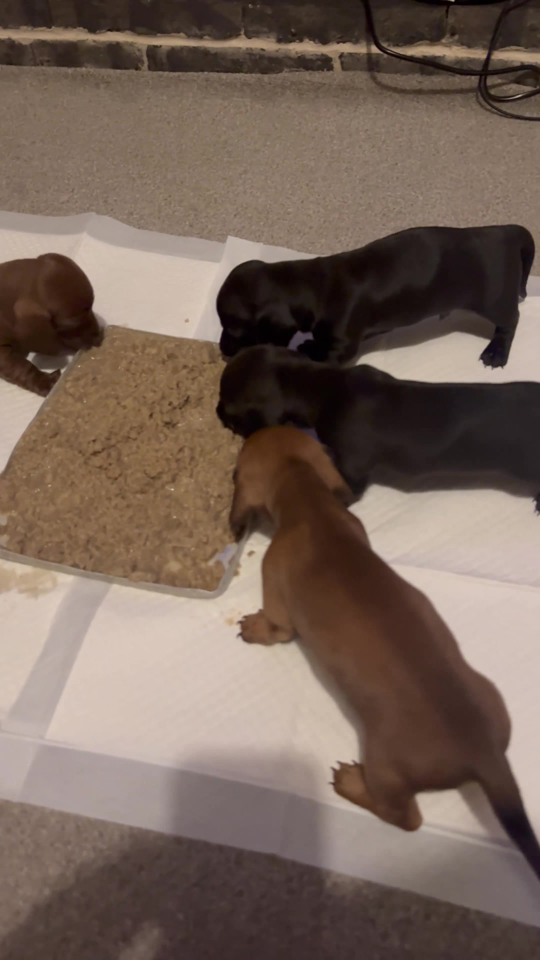 Dachshund dogs for sale: Miniature Dachshund Puppies  - Video 2