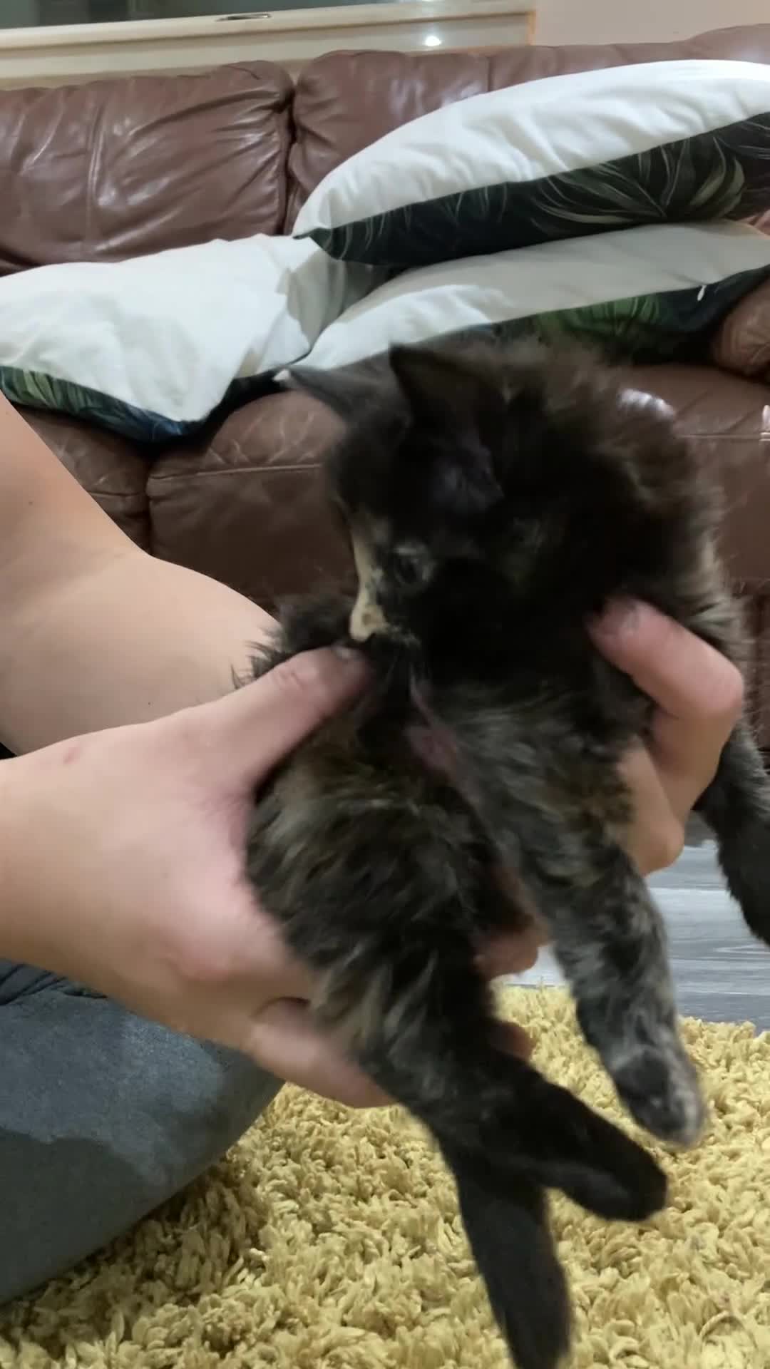 Mixed Breed cats for sale: Female Long Haired Kitten  **  - Video 1
