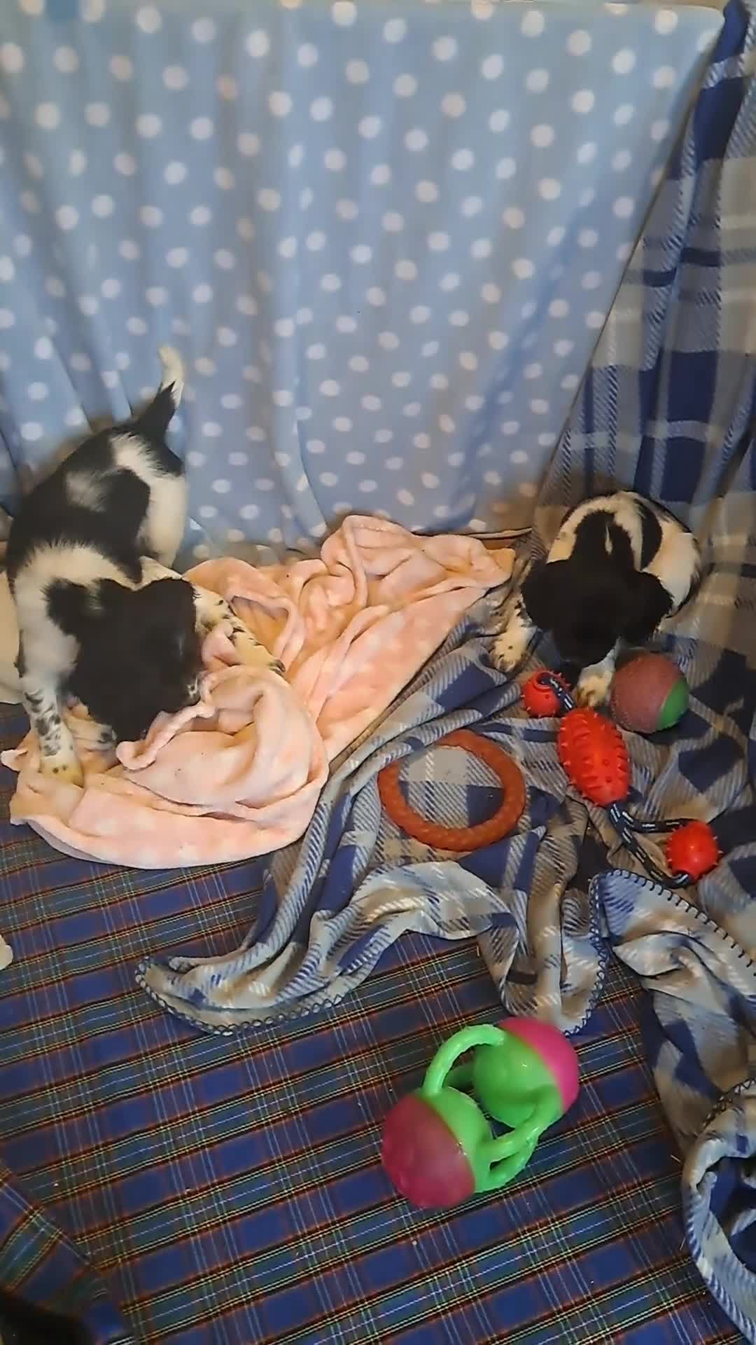 English Springer Spaniel dogs for sale: 1 black and white Springer Dog Pup for sale - Video 4