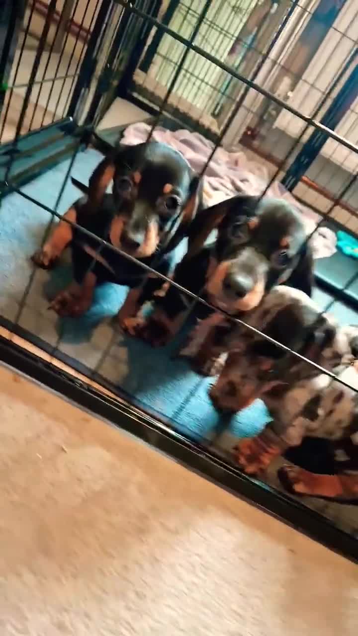 Miniature Dachshund dogs for sale: 🐾​Elite KC One left Reduced from 1400!🐾 - Video 2