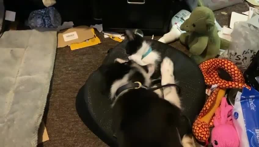 Border Collie dogs for adoption: Meet LOKI !  He desperately needs a Loving Home ! - Video 2