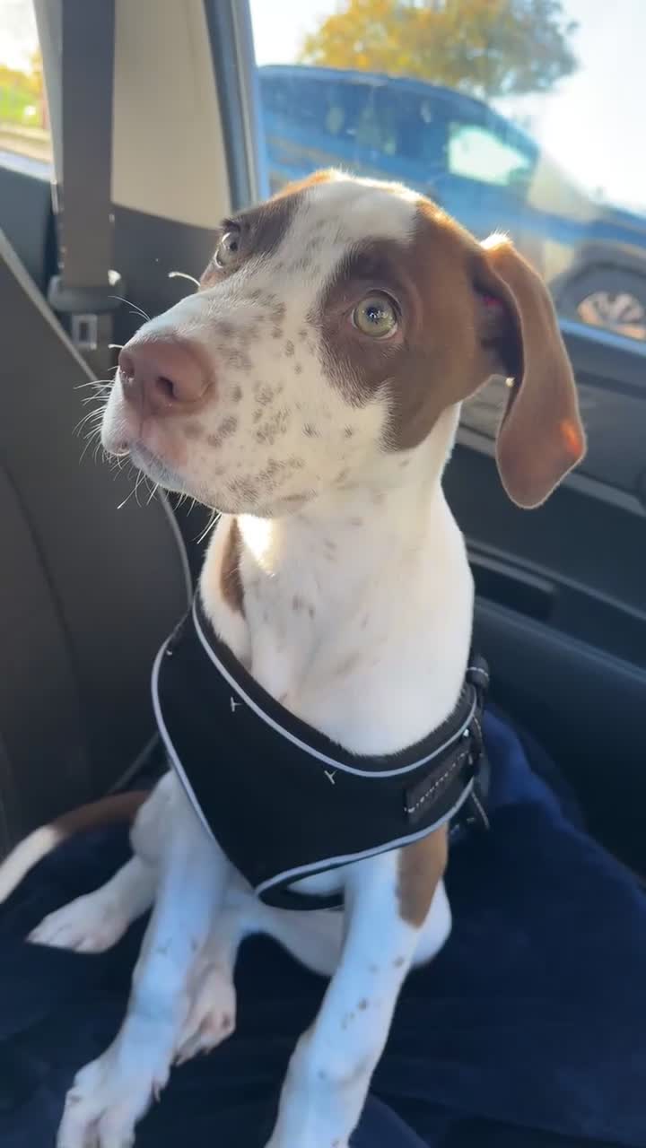 Mixed Breed dogs for sale: boy for sale  - Video 2