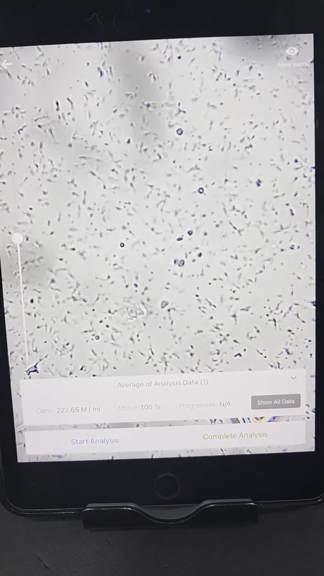 French Bulldog dogs for stud: FULL FLUFFY FRENCH BULLDOG STUD🦁 in Chester - Video 1