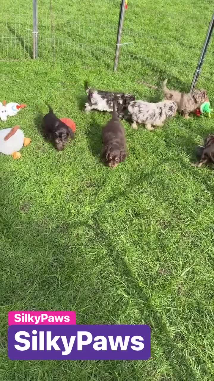 Cockapoo dogs for sale: Chocolate merl and tan point American cockapoo  - Video 1