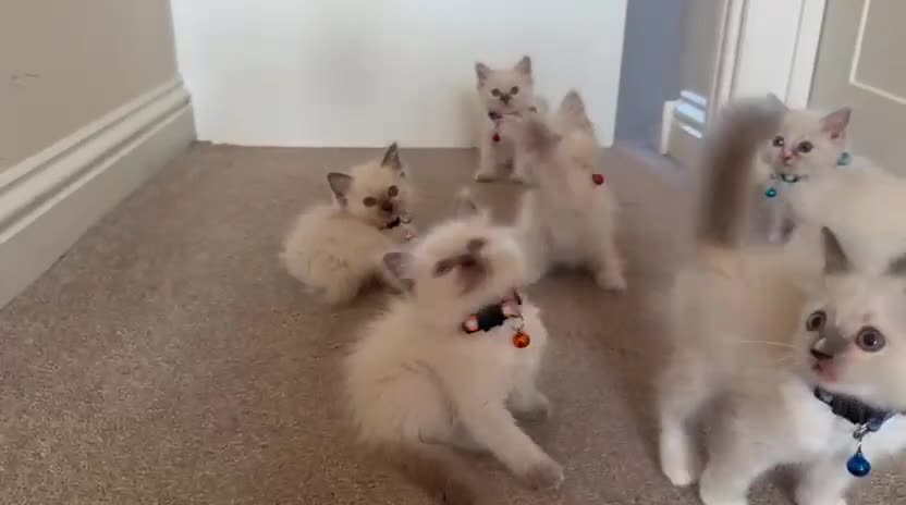Ragdoll cats for sale: Purebred Ragdol Kitten - DNA Verified 100% - Video 5