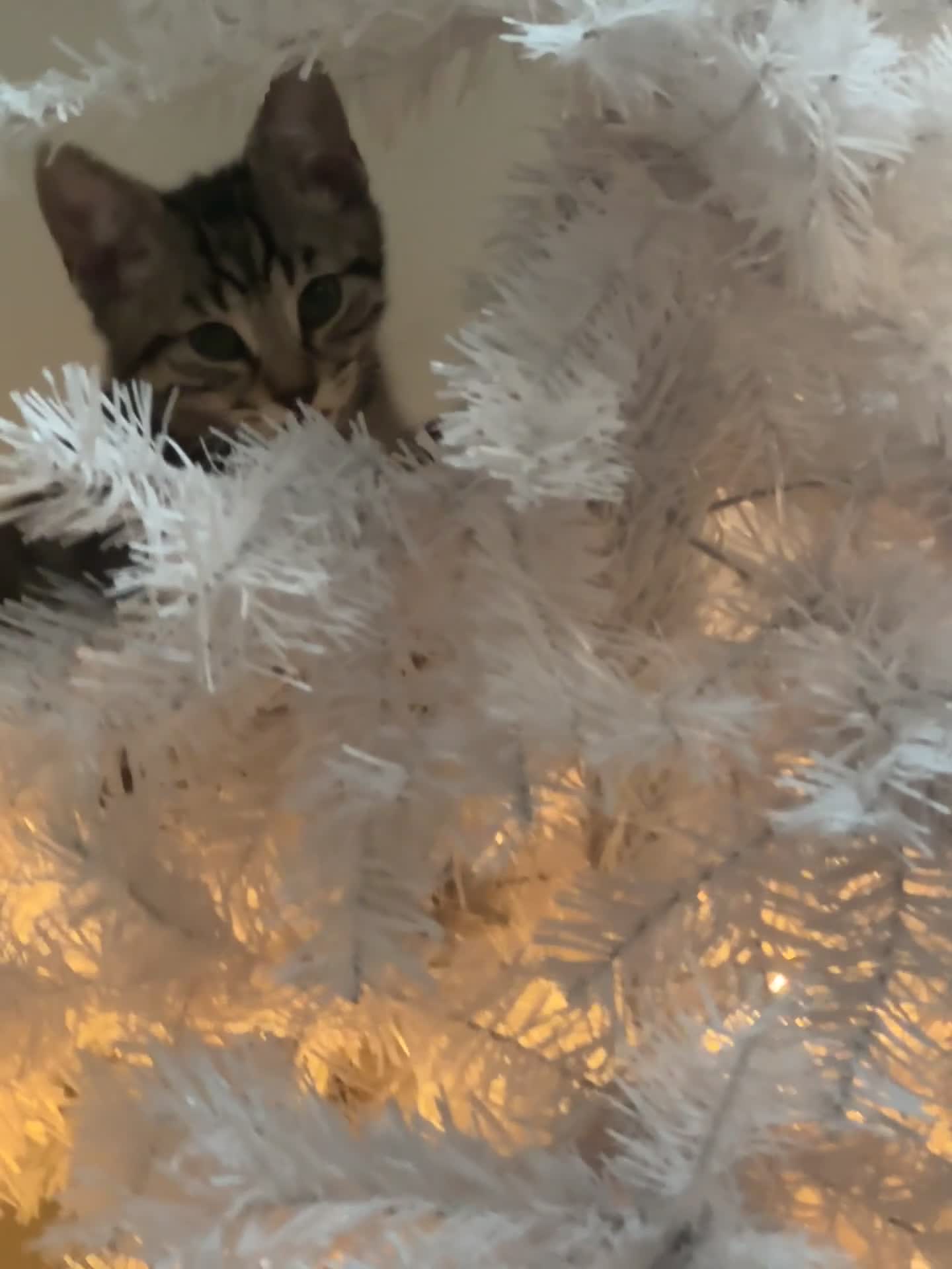 Mixed Breed cats for sale: 2 kittens 1 male 1 female  - Video 2