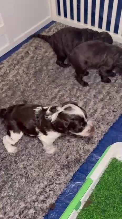 Cockapoo dogs for sale: Ready to leave Minature F1 PRA clear cockapoo pups - Video 3