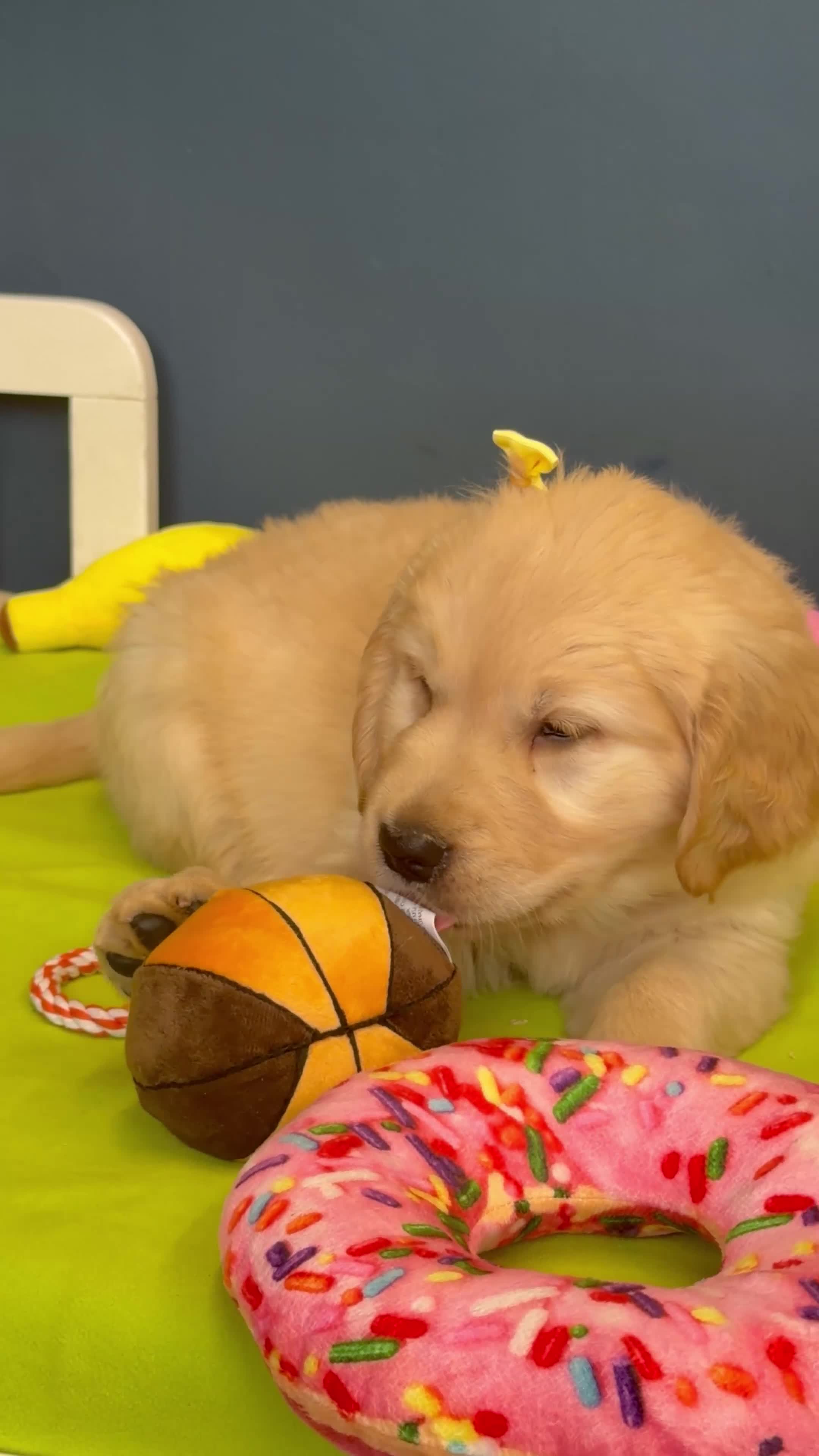 Golden Retriever dogs for sale: 🐶 Gorgeous Chunky type Golden Retriever Puppies🐶 - Video 2