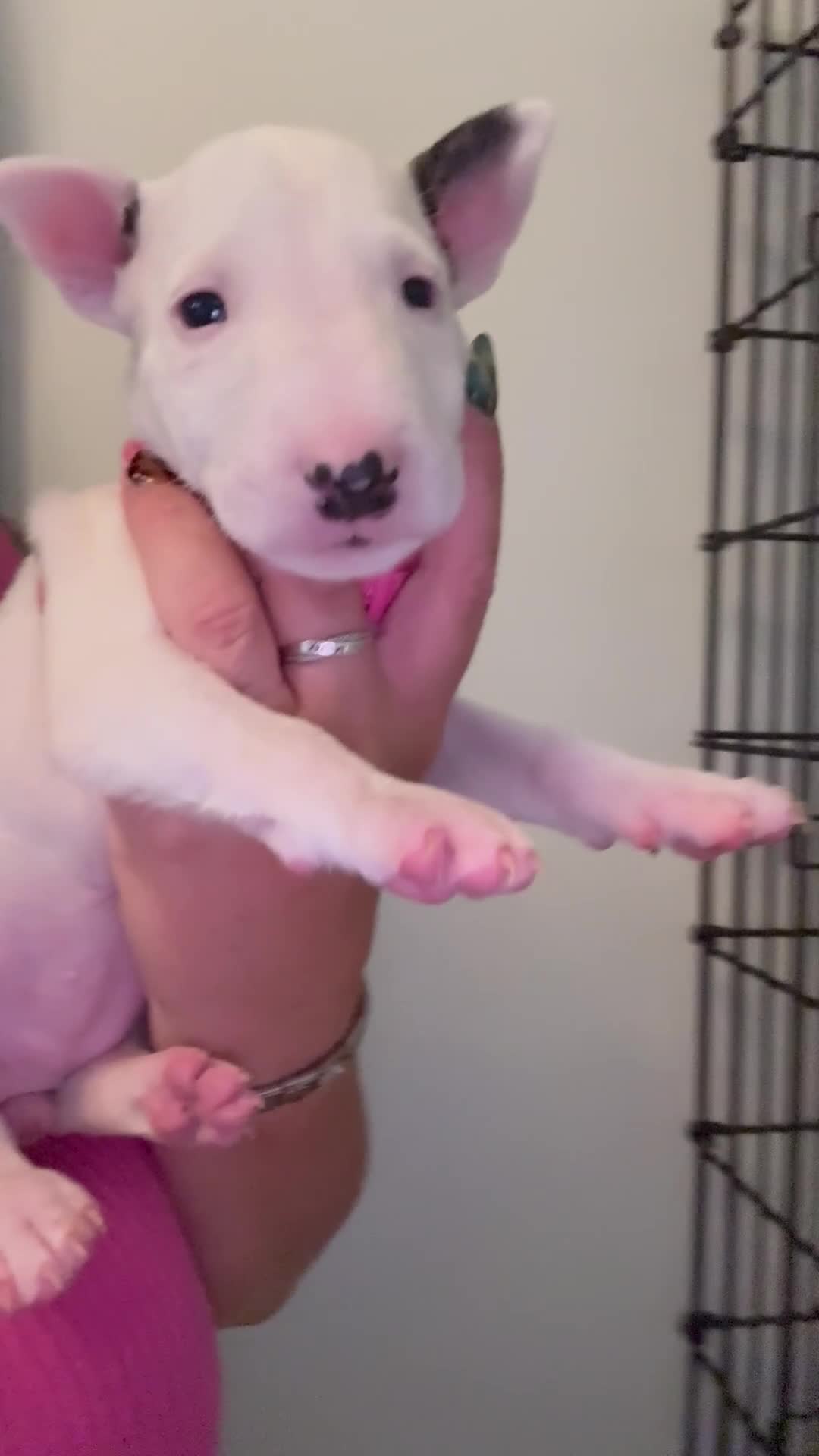 English Bull Terrier dogs for sale: Stunning English Bull Terrier pups. - Video 4