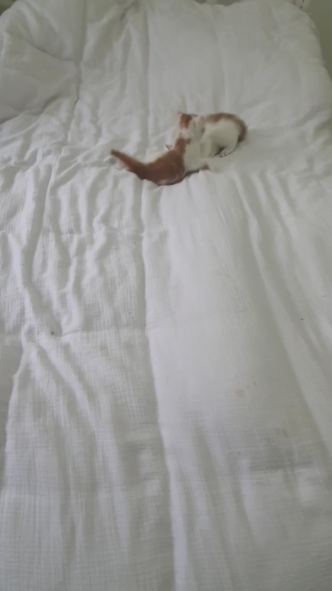 Mixed Breed cats for sale: Playful Ginger & White Kittens  - Video 1