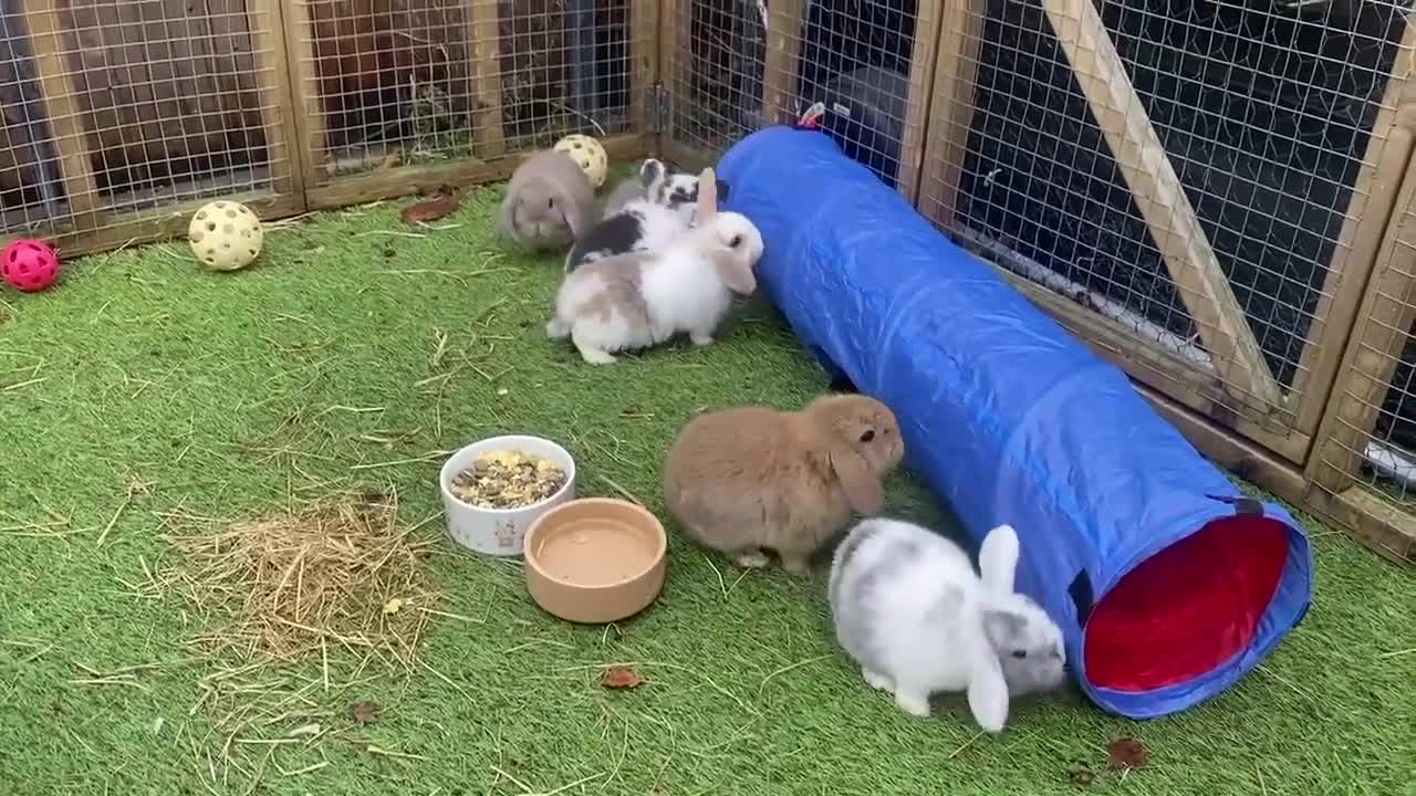 Mini Lop rabbits for sale: Mini lops ( Est since 2014 )  - Video 1