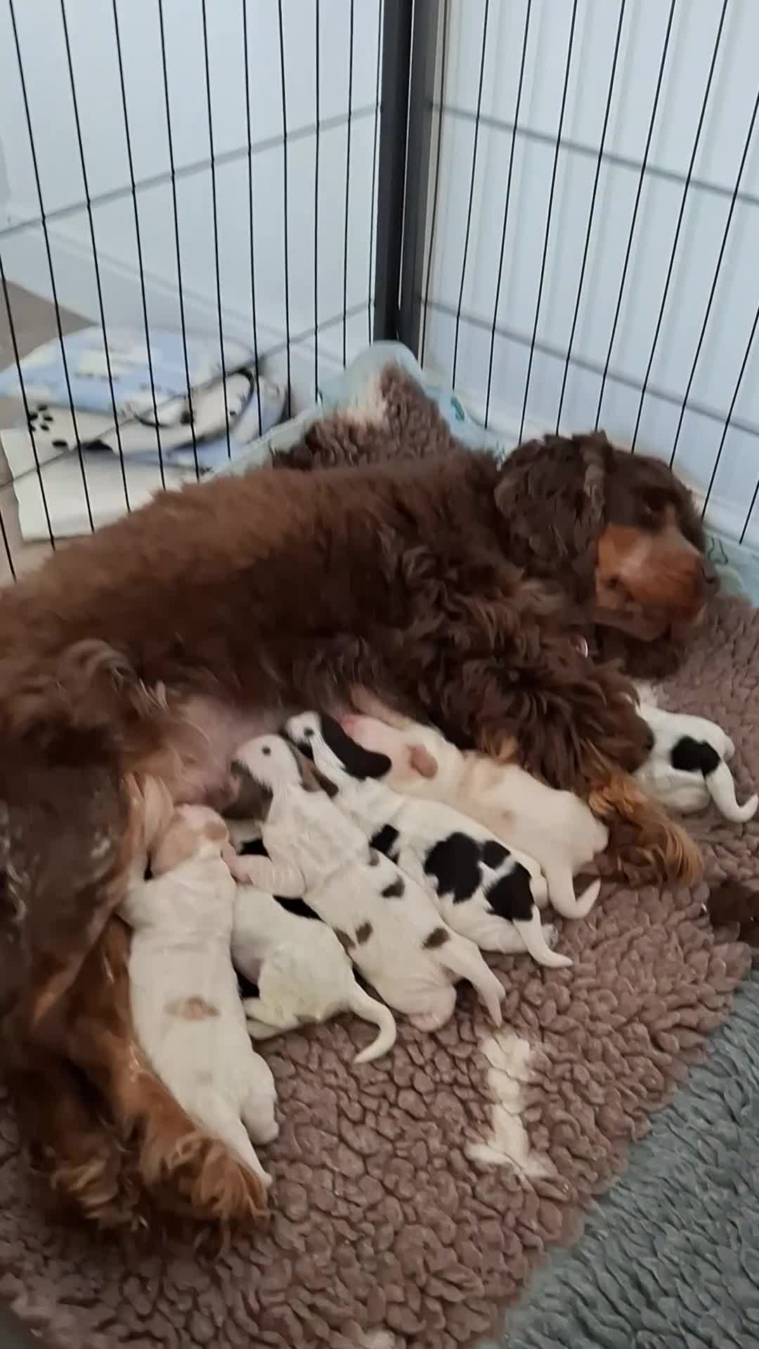 Cocker Spaniel dogs for sale: 6 KC Registered Cocker Spaniel Puppies For Sale  in Nottingham - Video 2