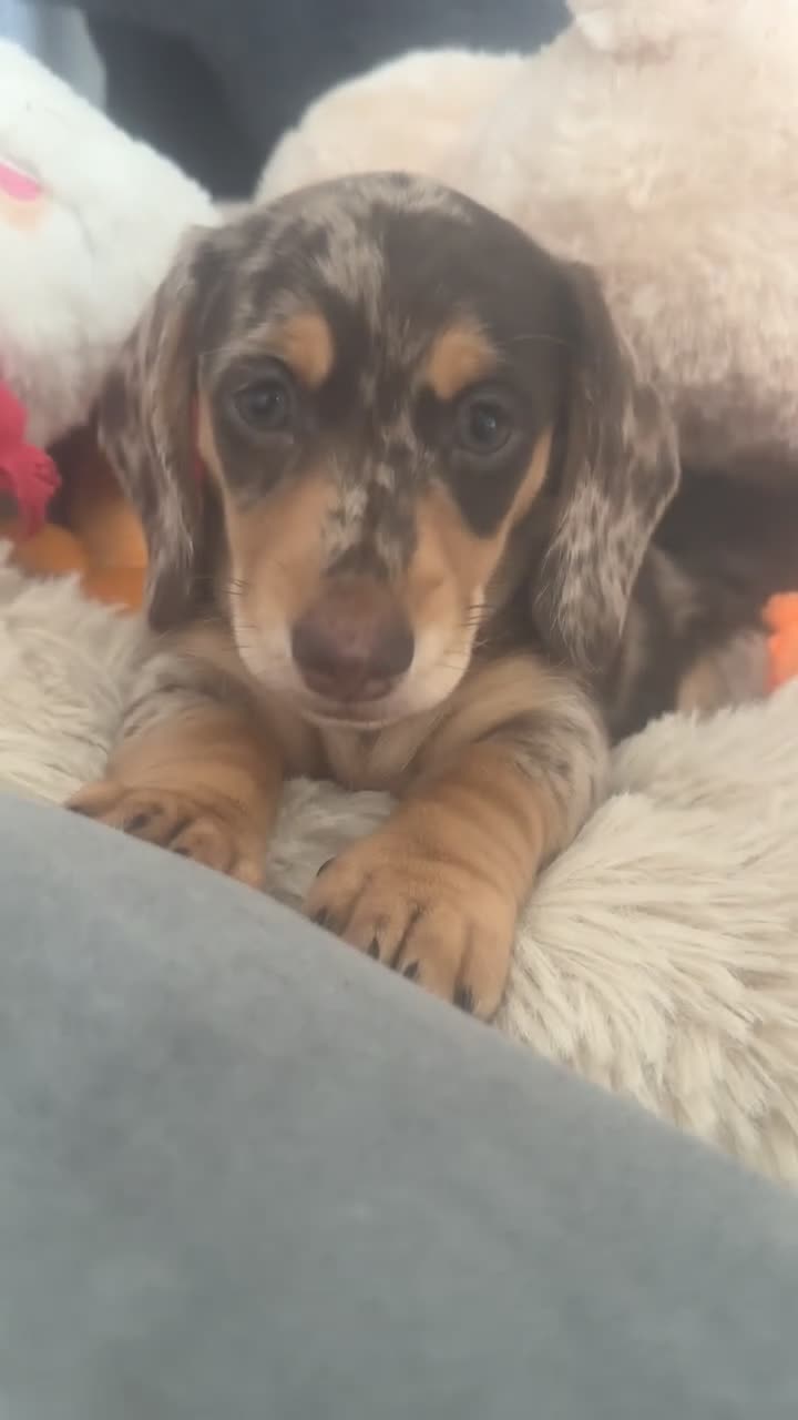 Miniature Dachshund dogs for sale: Miniature Dachshund dapple 1 boy 1 girl  in Skelmersdale - Video 1