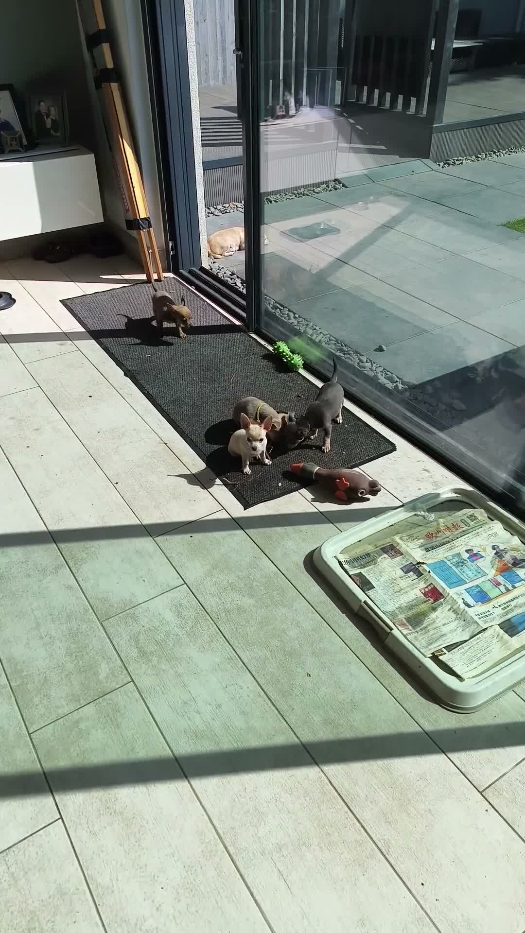 Chihuahua dogs for sale: 🐾4 Adorable Chihuahua Puppies Need Loving Homes🐾 - Video 4