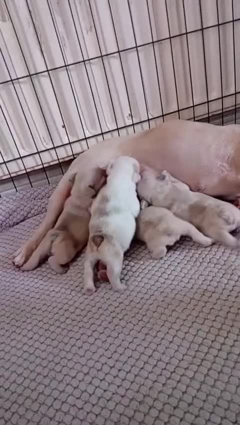 French Bulldog dogs for sale: French bulldogs merle - Video 1