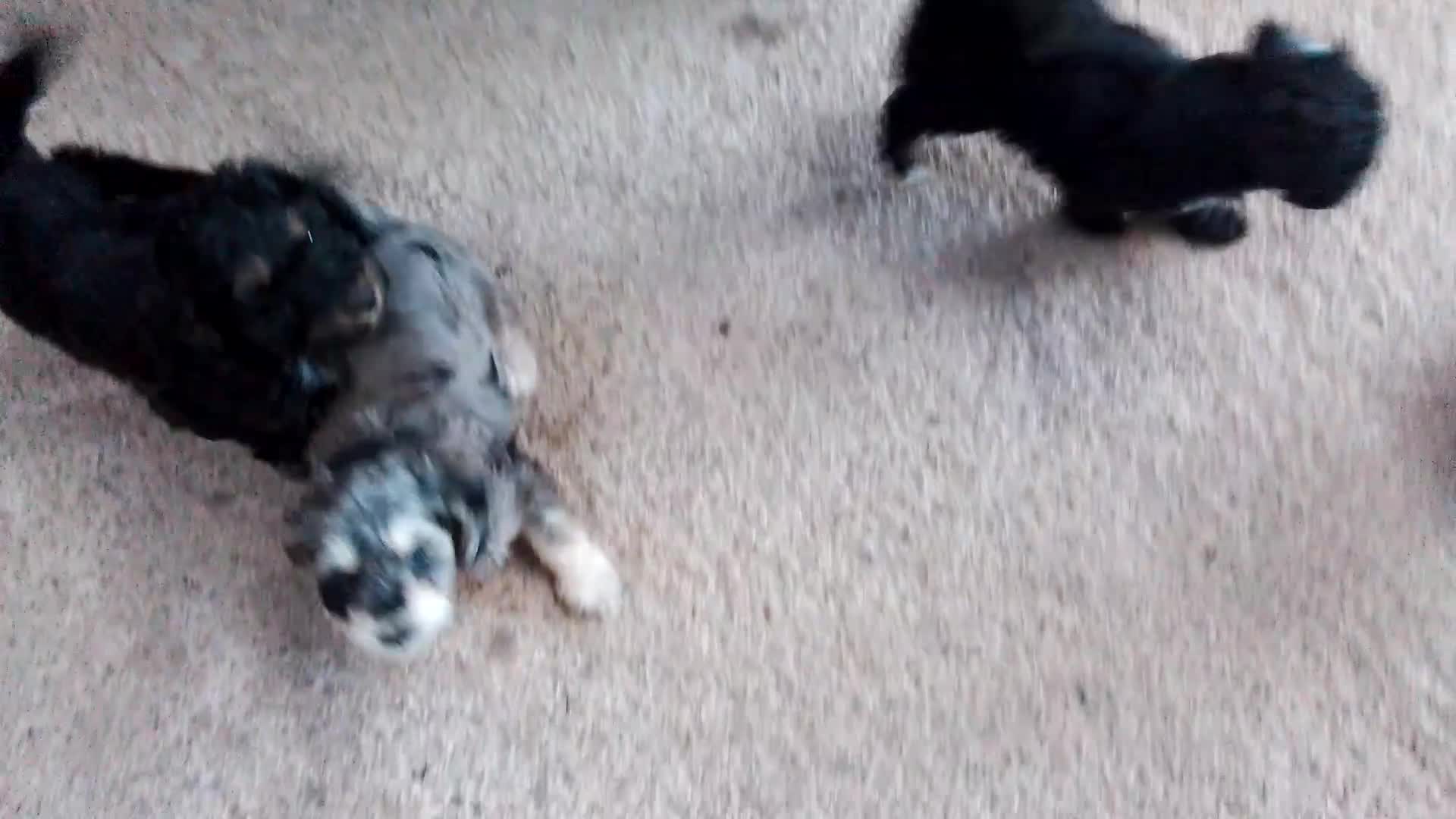 American Cocker Spaniel dogs for sale: SIX SNUGGLE MUFFINS AMERICAN COCKER, TOY POODLE - Video 3