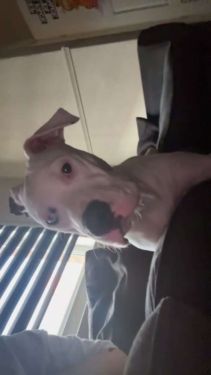 Bull Terrier dogs for sale: storm  - Video 2